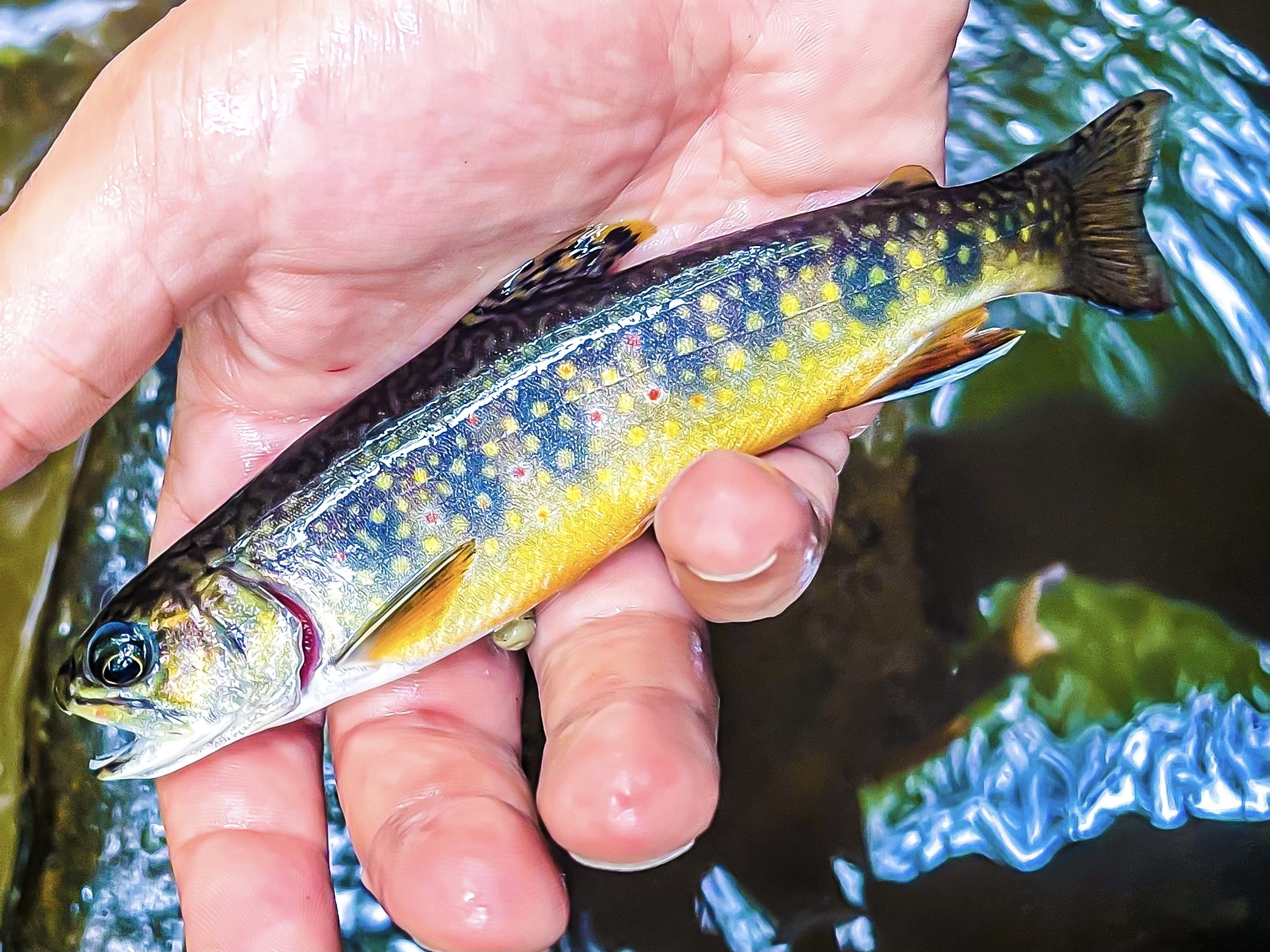 Colorado Man Breaks Brook Trout Fishing Record That's Stood Since 1947