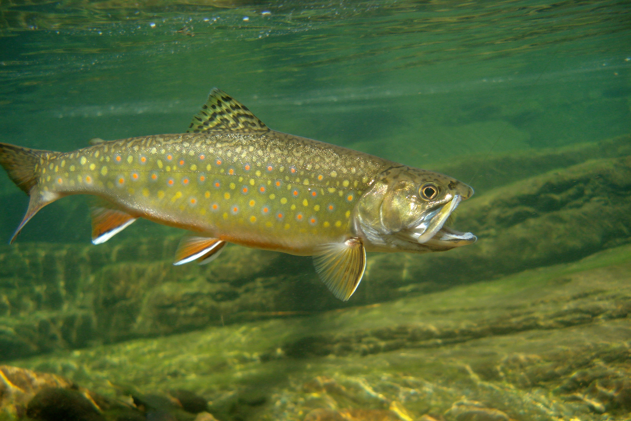 Colorado Man Breaks Brook Trout Fishing Record That's Stood Since 1947