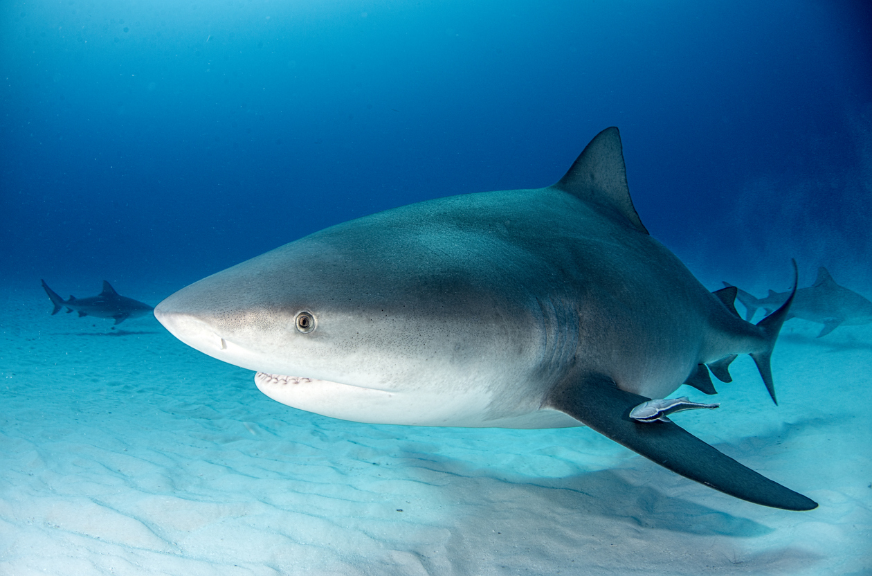 Man Catches 'Human-Sized' Bull Shark In New Orleans Lake