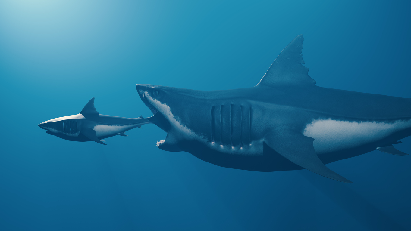 New Megalodon Study Reveals How Voracious Of Predators They Were