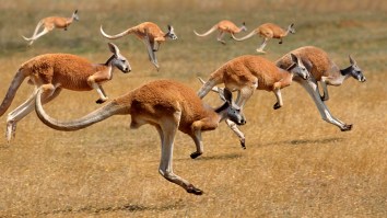 Tiny Aussie Town Overrun By Mob Of Kangaroos And People Are Carrying Sticks To Fight Them Off