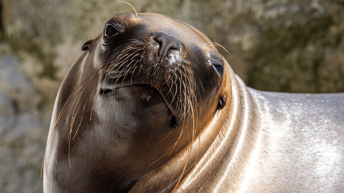 Sea Lion Fleeing A Killer Whale Jumps Onto A Boat And Nearly Sinks It