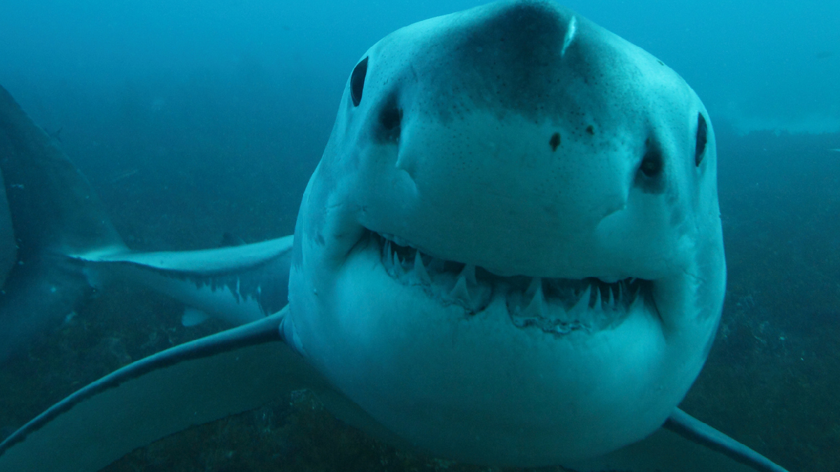 great white shark close up
