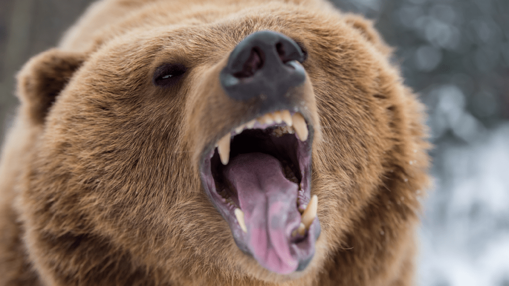 Two Big Bears Brawling On The Streets Of Los Angeles In Broad Daylight Go Viral (Video)