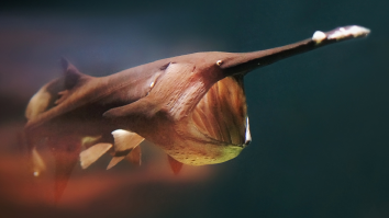 Arkansas Angler Shoots Massive 90-Pound Paddlefish That Should Be A New Spearfishing World Record