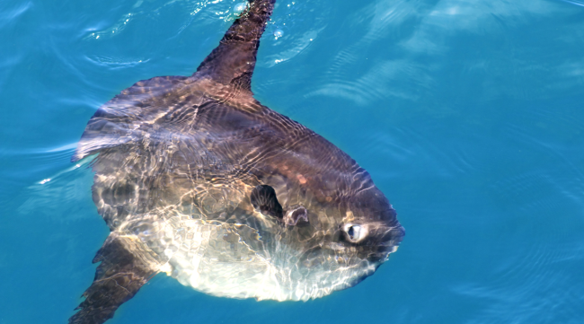A giant sunfish weighing more than 6,000 lbs is the heaviest bony