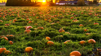 TikToker Stuns Millions With Revelation About Pumpkin Patches: ‘My Whole Life Has Been A Lie’