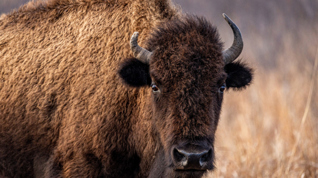 American bison with horns staring at camera in state park