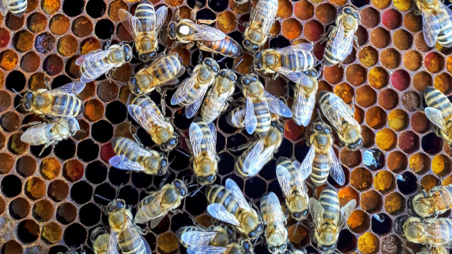 Woman Arrested For Using Bees To Fight Police Serving Eviction Notice