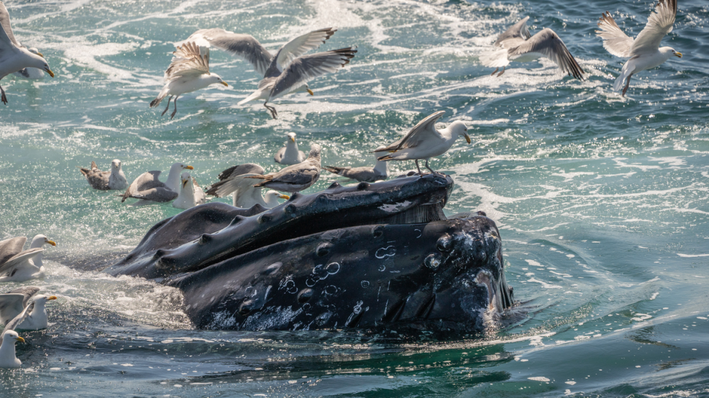 breaching humpback whale feeding