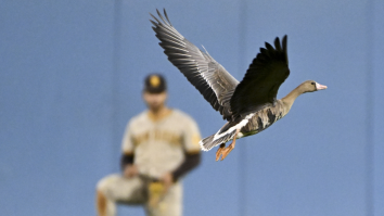 Fowl Ball: PETA Investigating The Whereabouts Of The Goose From The Dodgers-Padres Game