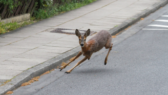 Deer Crashes Into South Carolina Restaurant And Loses Its Mind As Chaos Ensues