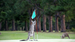 Aussie Golfers Use The Spiciest Language During Heated Exchange On The Course