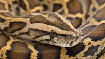 5-Foot Alligator Found Inside An 18-Foot Invasive Burmese Python In Florida
