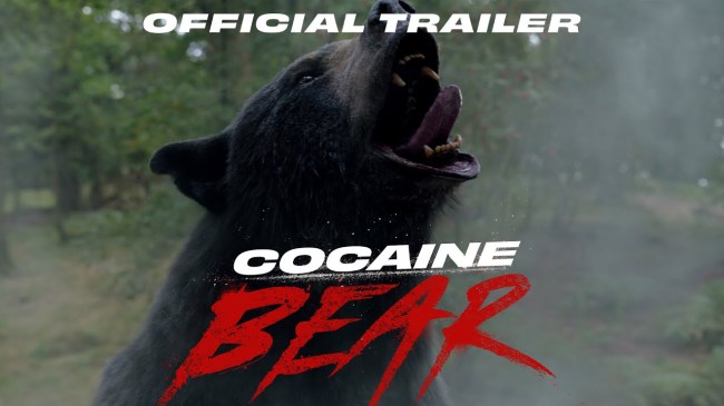 a bear on cocaine in cocaine bear