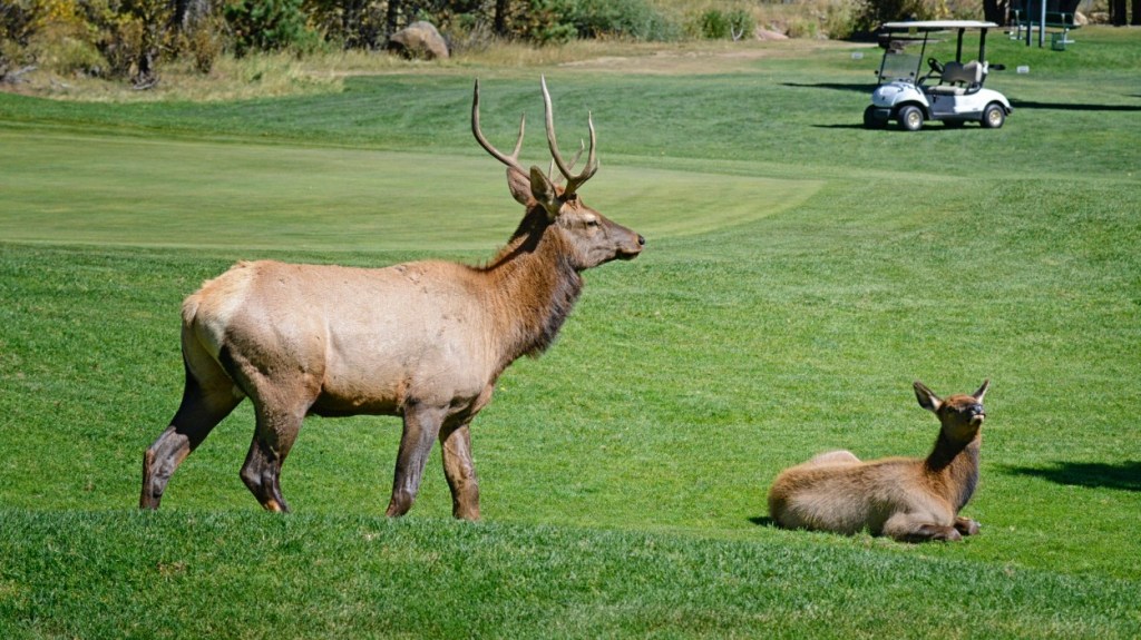 Colorado elk