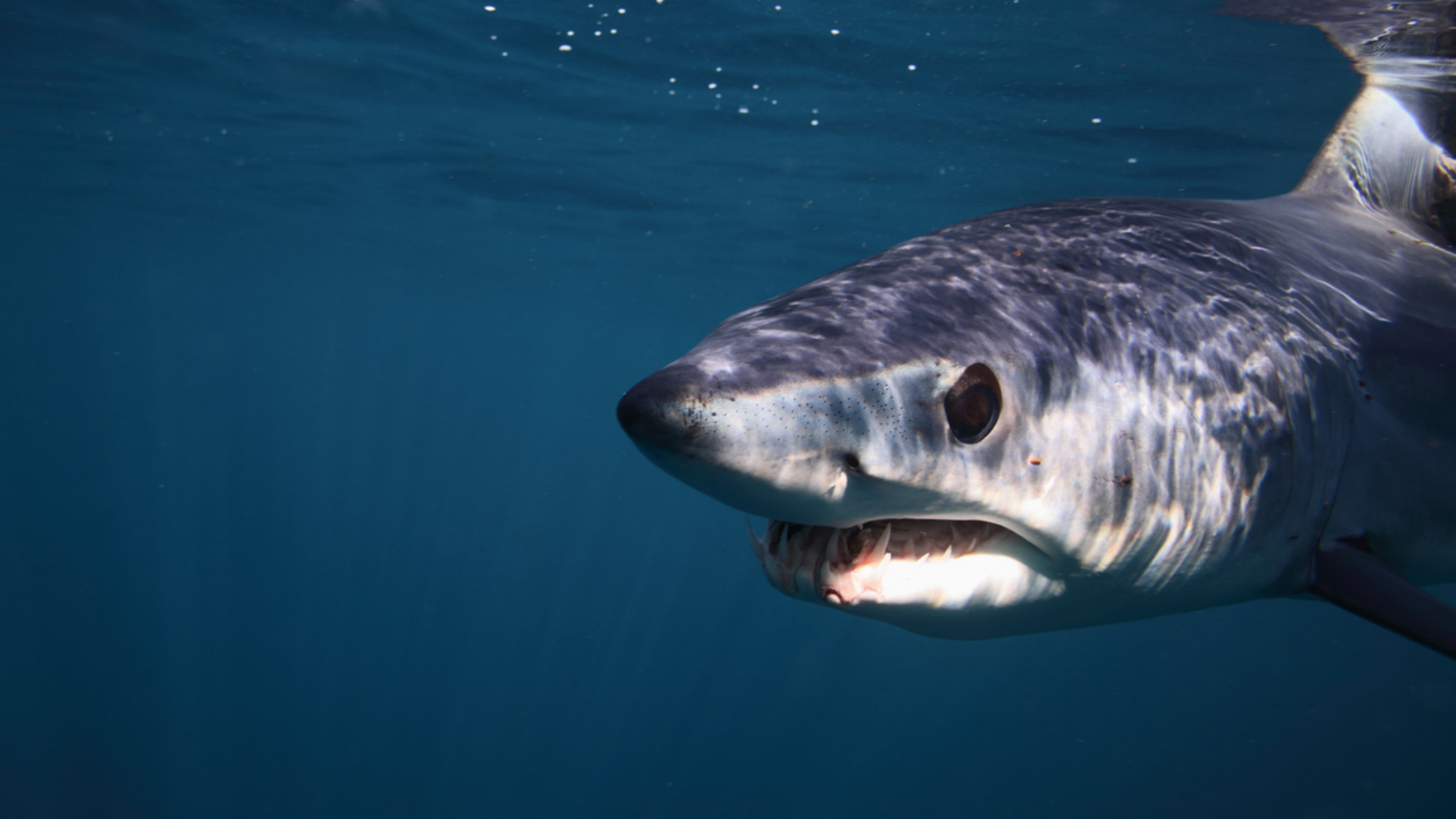 diver films mako shark attack Pensacola Florida