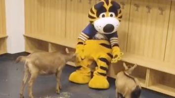 Sabres Livestream A Bunch Of Goats Roaming Around Locker Room To Hype Throwback Jersey Reveal