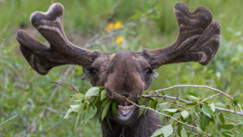 Bull Moose Crashes Youth Soccer Game And Sends Kids Scattering In Every Direction