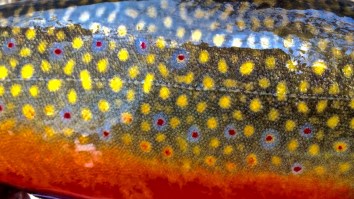 Colorado State Brook Trout Record Broken Again With Massive Fish After Record Stood For 75 Years