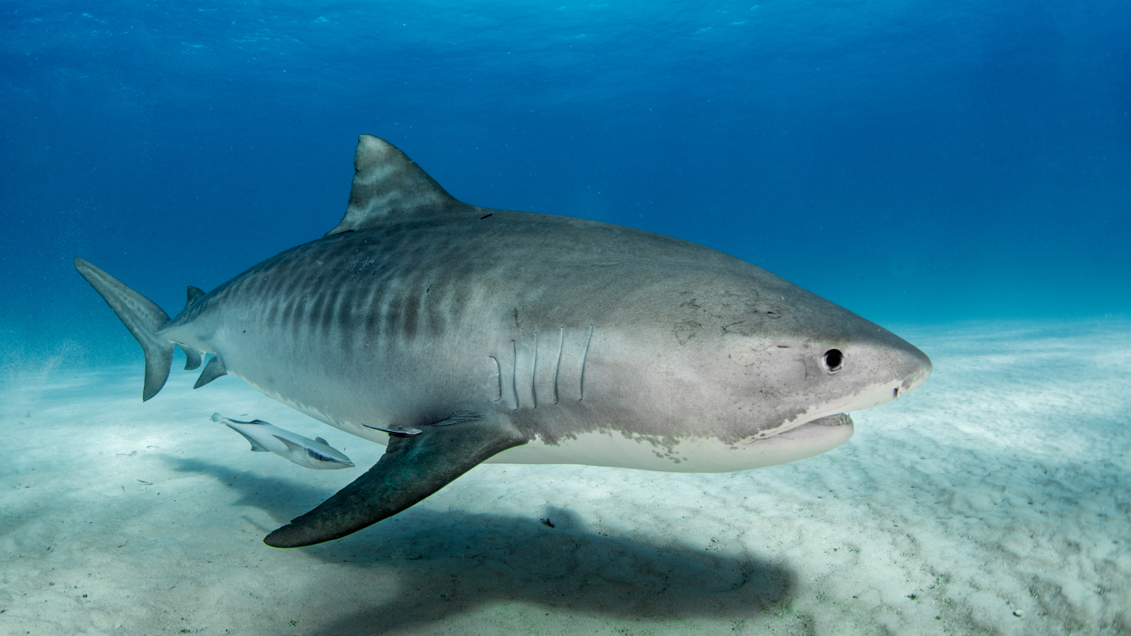 tiger shark close up