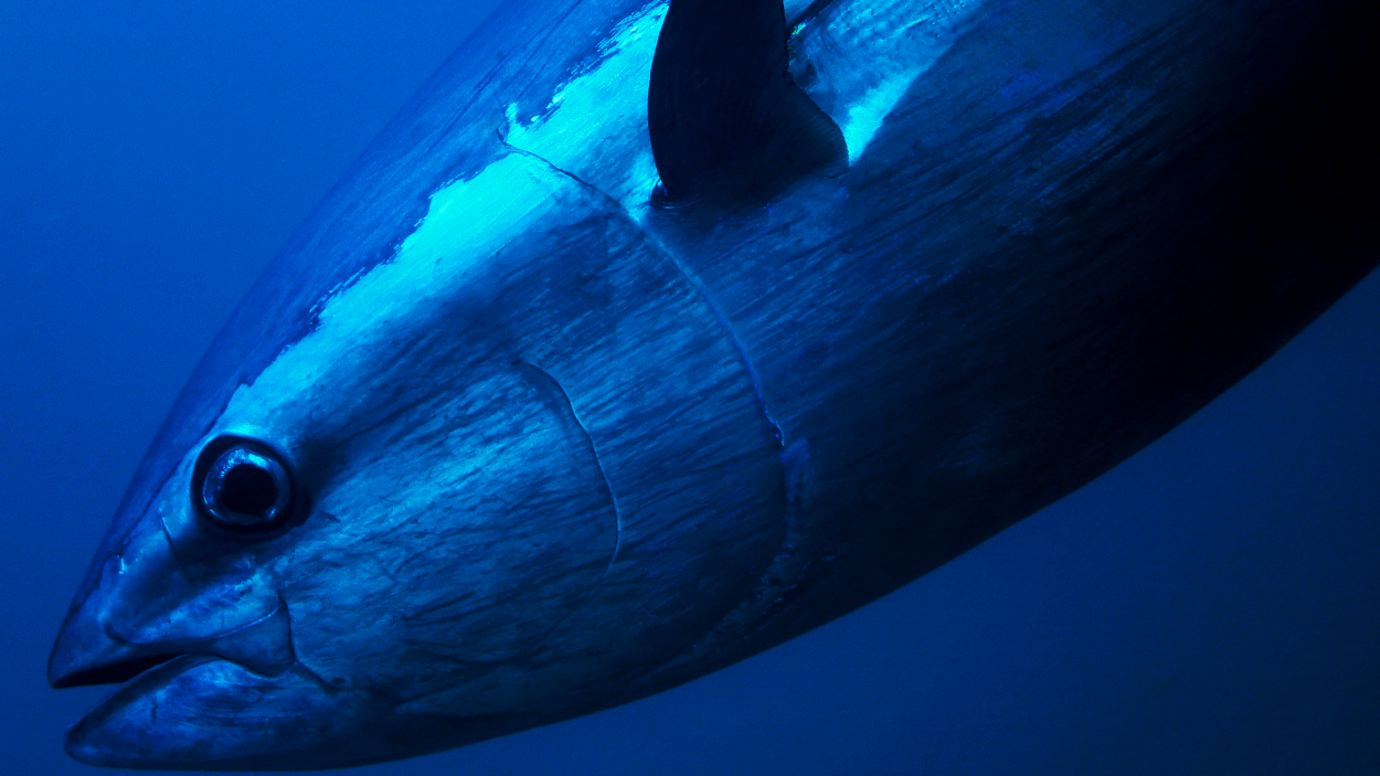 California Anglers Land Huge 200+ Pound Bluefin Tuna Off San Francisco