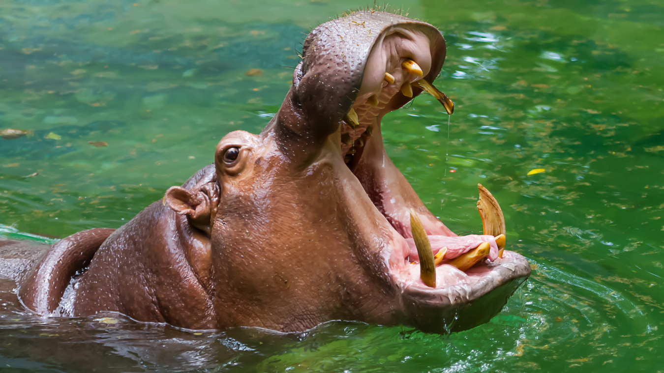 Hippo opens its mouth