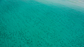 Beach That’s Swarming With Sharks Is A Galeophobic’s Worst Nightmare