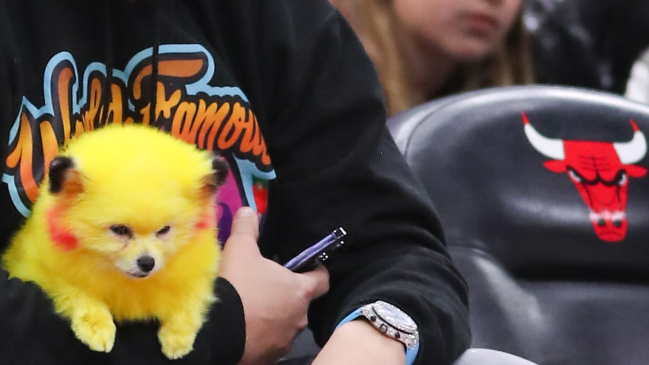 A fan sits courtside with his yellow dog.