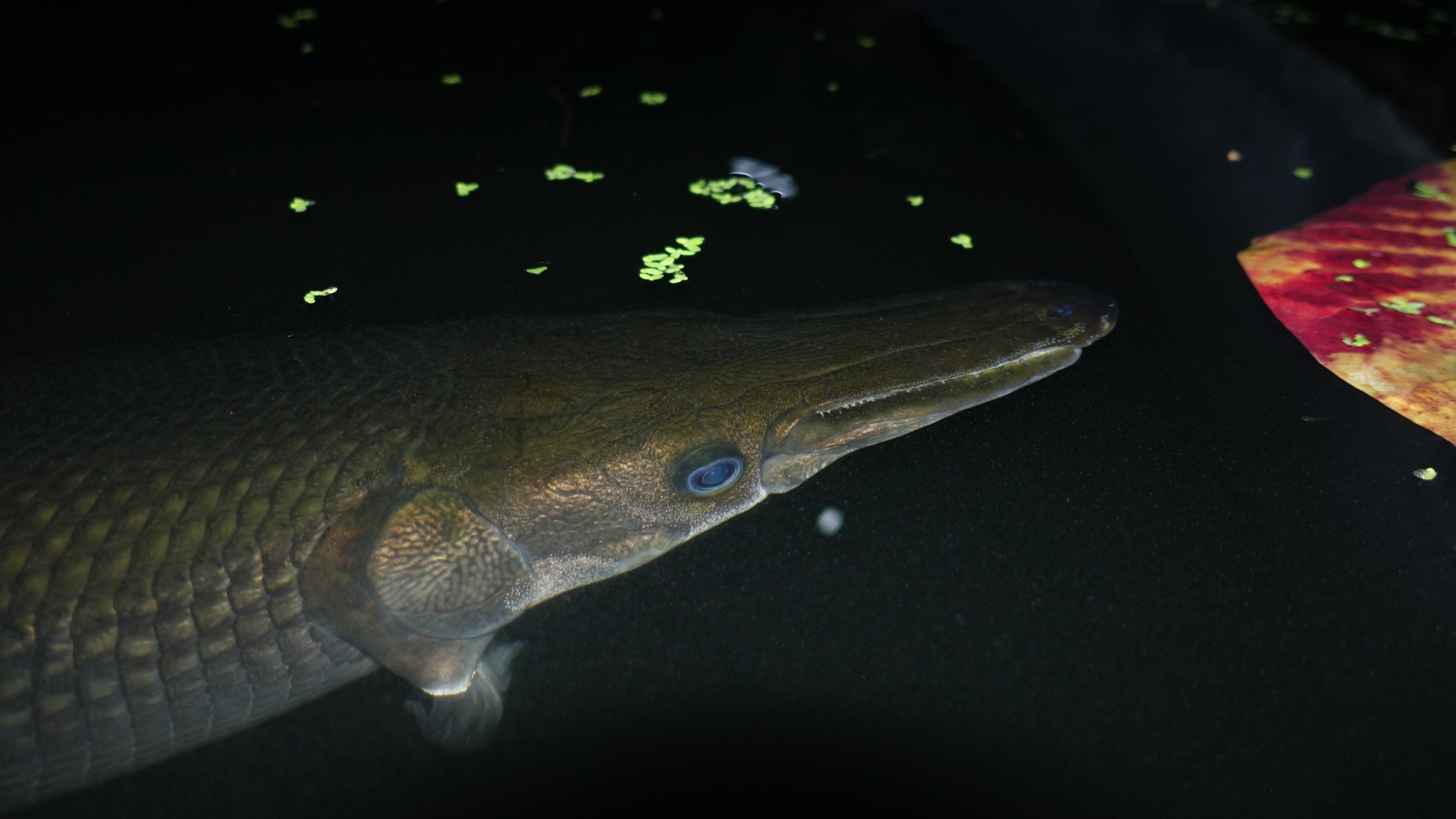 Angler Lands Pending World Record Alligator Gar In Texas