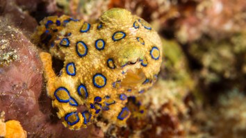 Diner Accidentally Served Deadly Blue-Ringed Octopus At Chinese Restaurant