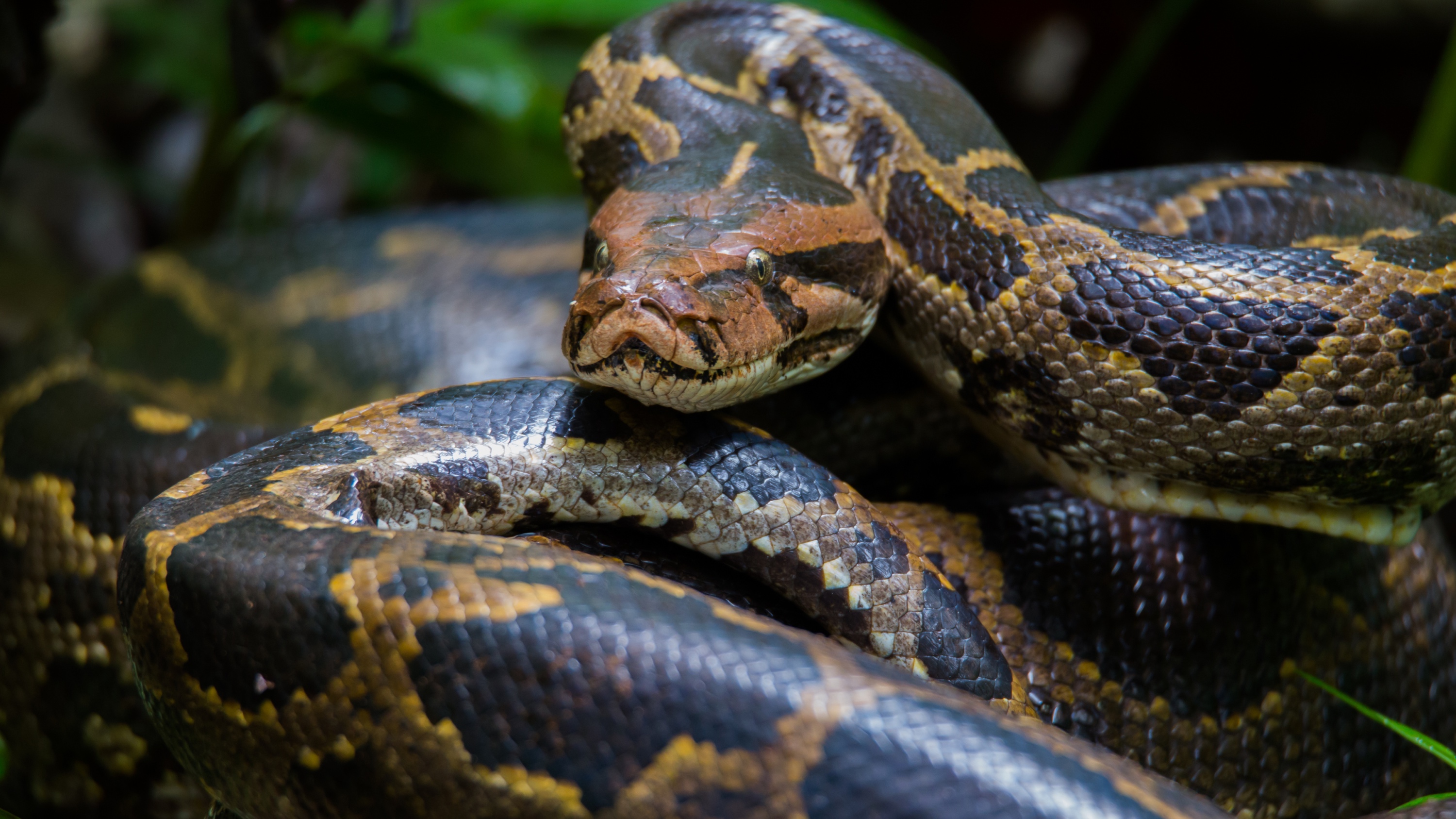 Alligator Eats A Burmese Python In The Florida Everglades