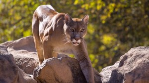 California cougar mountain lion stalking prey