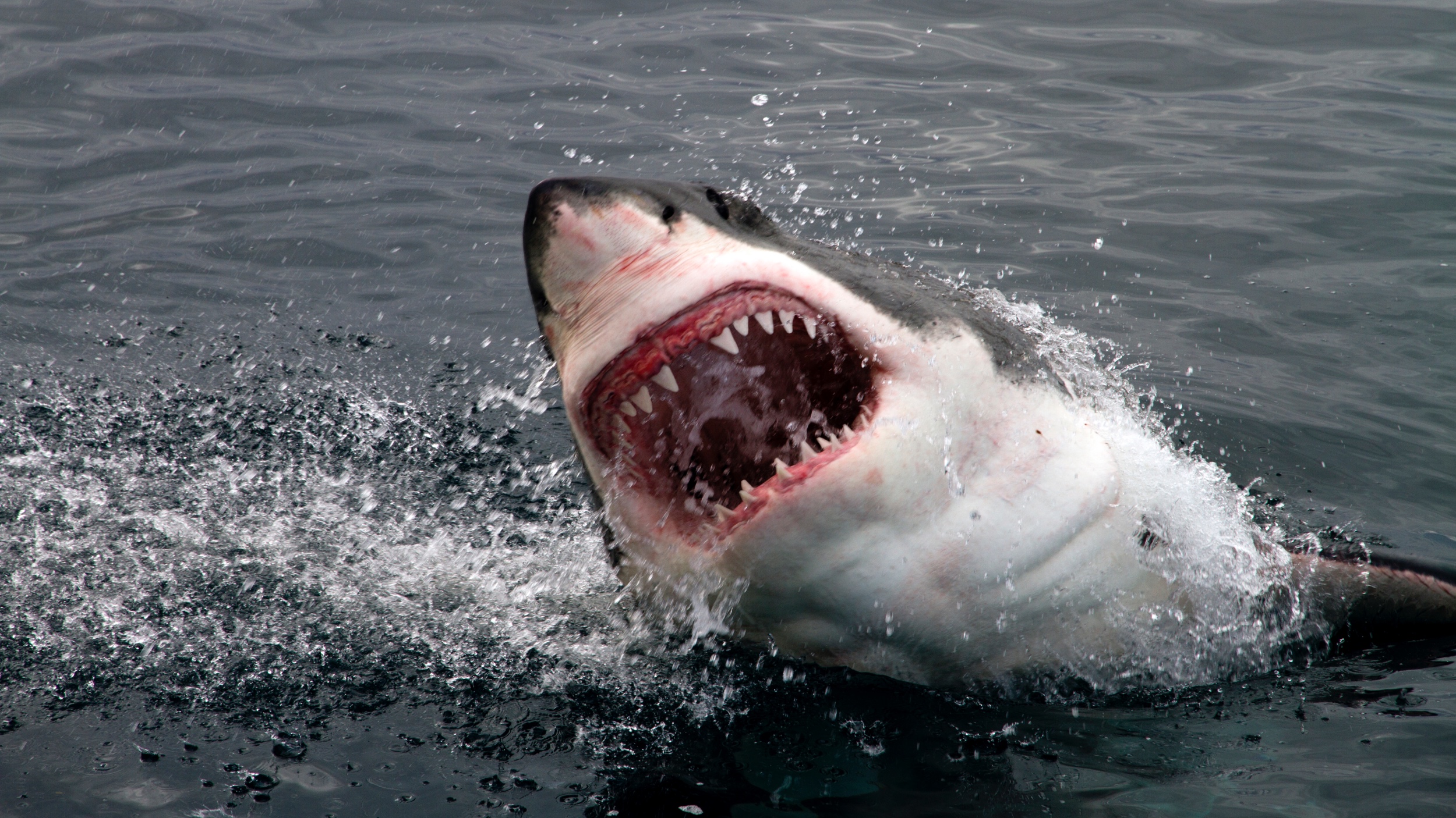 great white shark breaching surface