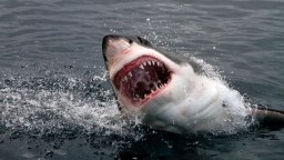 Clout Chaser Hit With Hefty Fine For Eating A Great White Shark Purchased Online