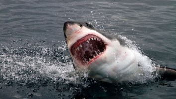Great White Shark Launches Out Of Water In The Highest Breach Ever Recorded