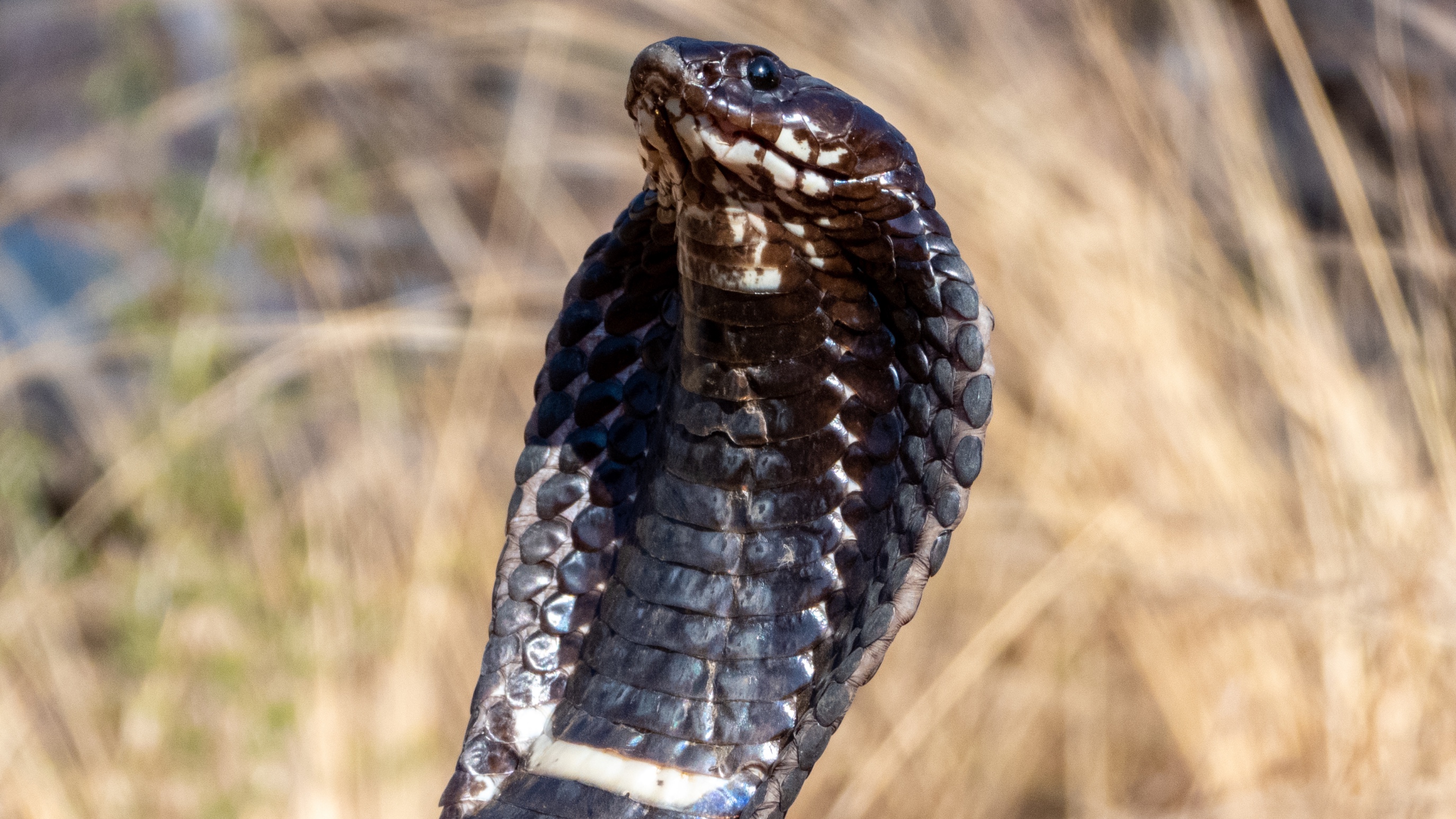 ring-necked spitting cobra Rinkhals South Africa