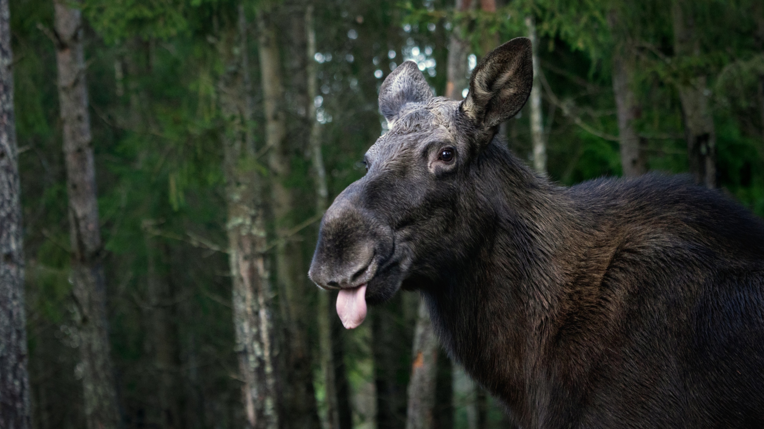 Alaskan moose in the forest