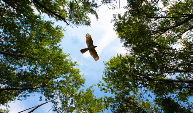 bird flying over forest drone