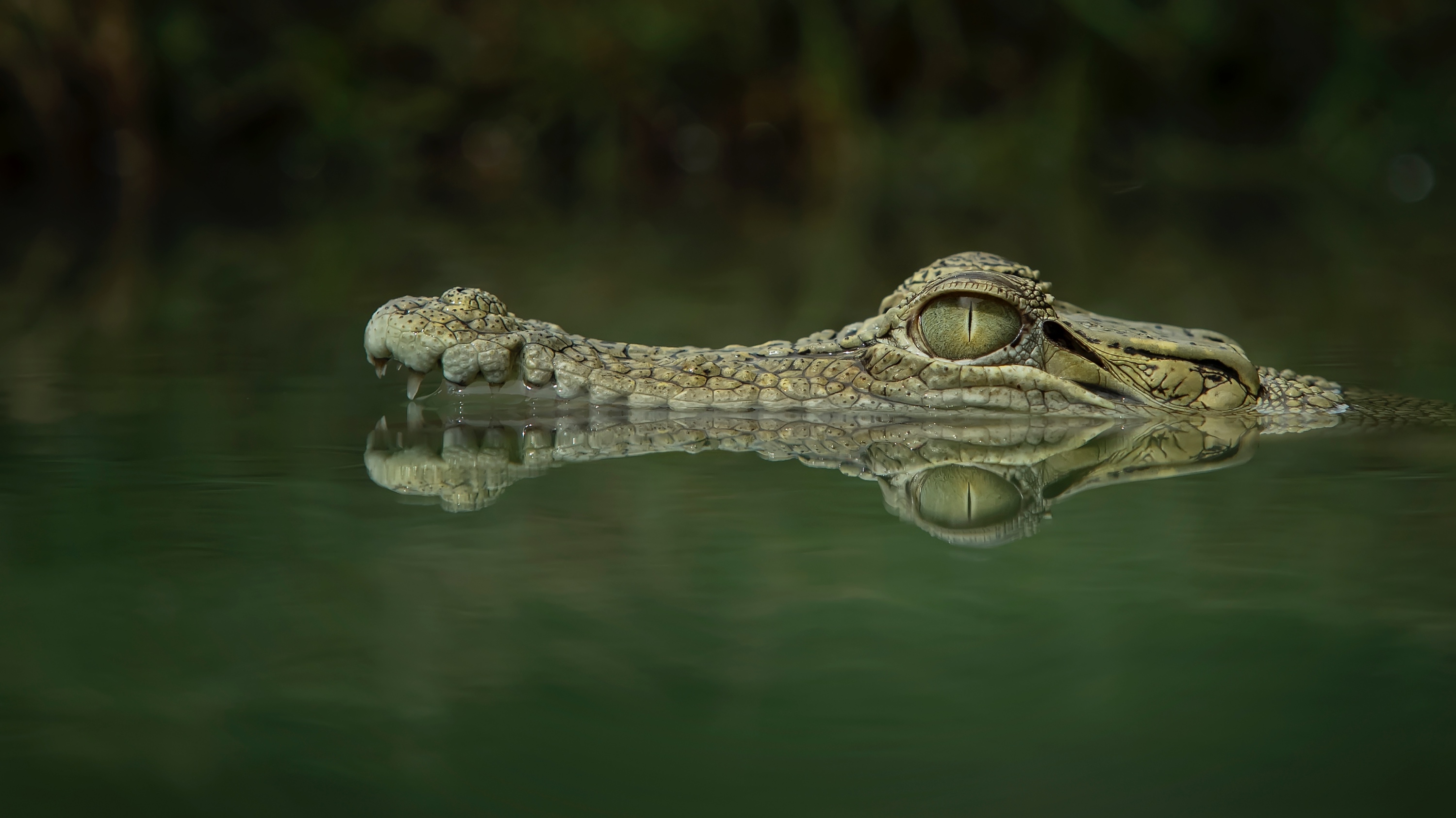 crocodile lurking above water