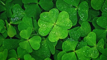 Luckiest Woman Alive Smashes Multiple Four-Leaf Clover World Records With Outrageous Collection