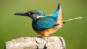 Kingfisher bird in action