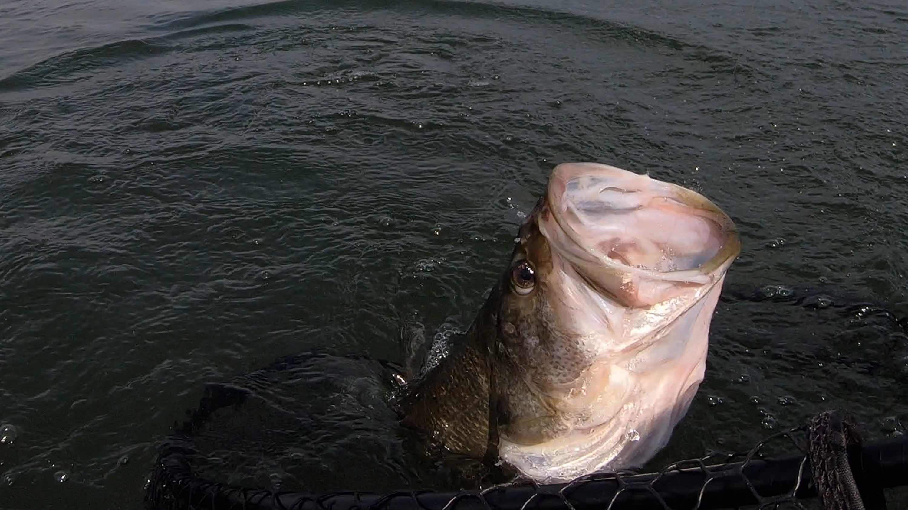 largemouth bass fishing in Texas