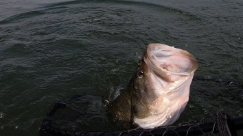 Texas Angler Catches 17+ Pound Largemouth Bass, 8th Largest In TX History (Video)