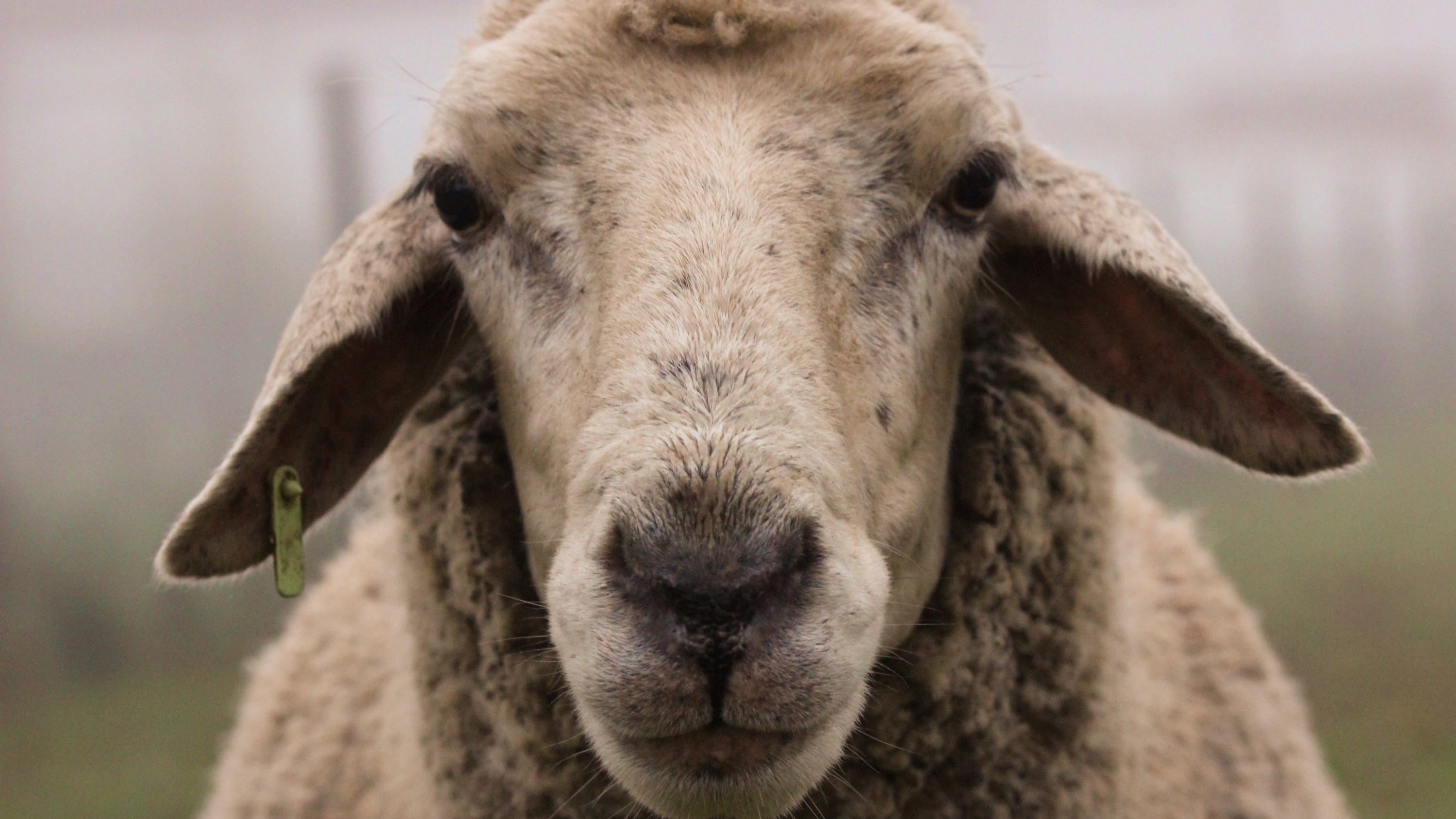 Sheep up close staring at camera