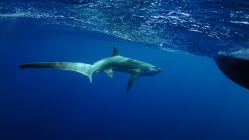 Massive Thresher Shark Is 400+ Pounds Bigger Than Previous N.C. State Record