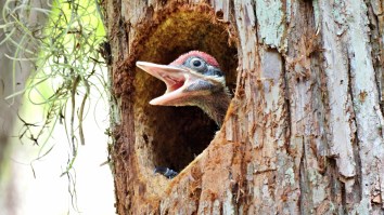 Evil Woodpecker Dumps 700 Pounds Of Acorns Inside A Home