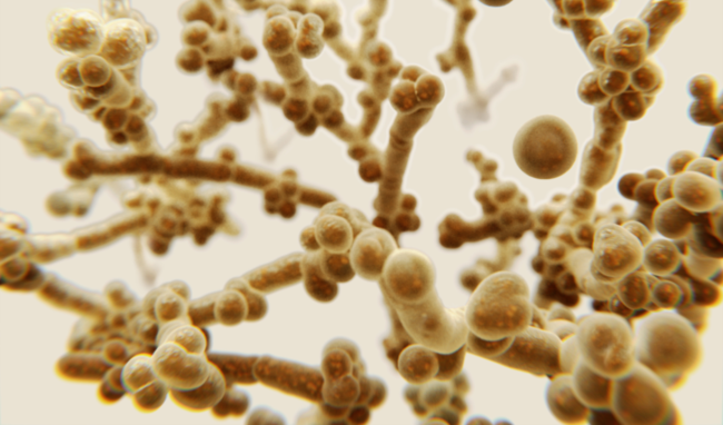 Candida auris CDC Deadly Super-Fungus