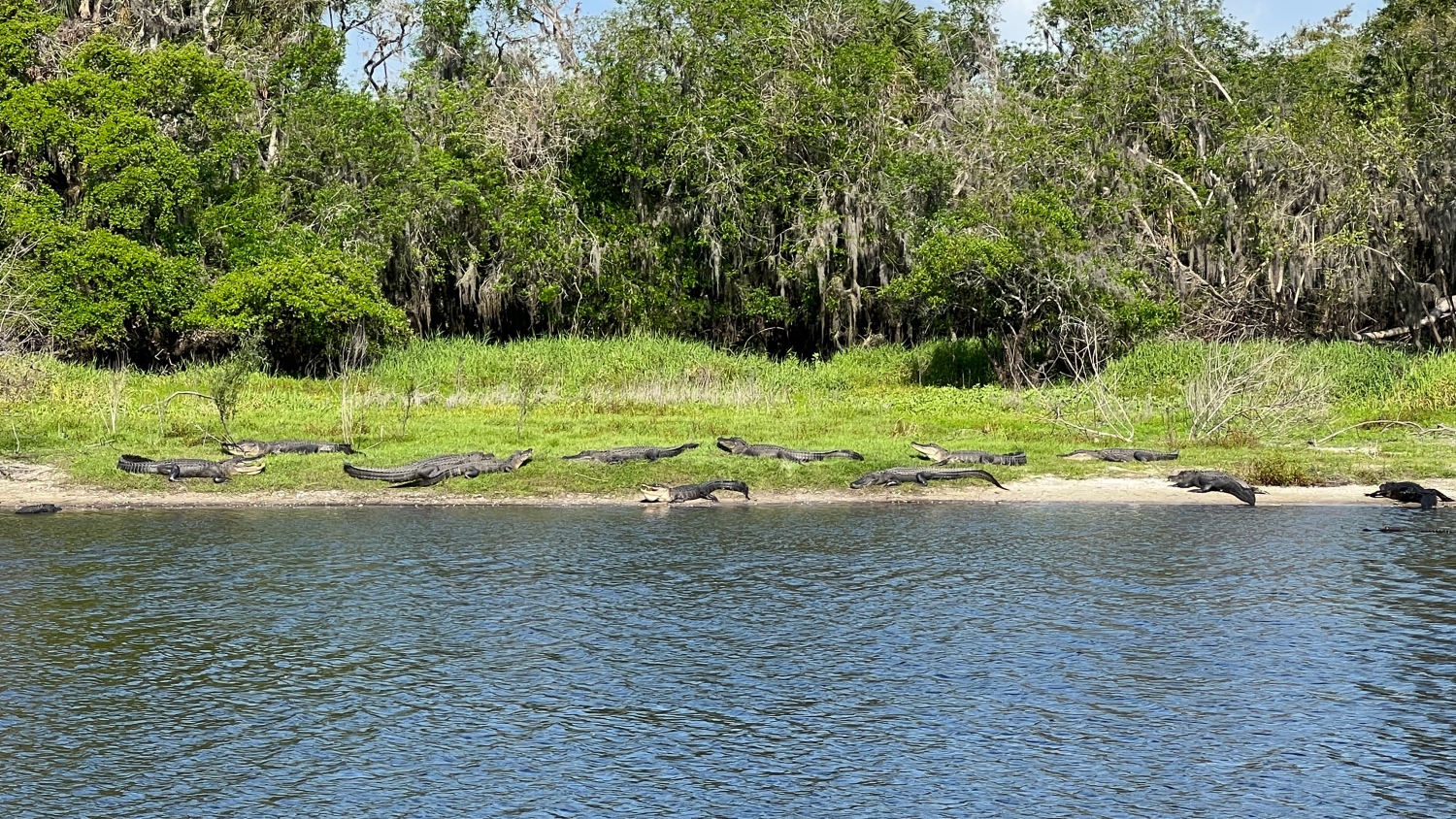 Alligators sun bathing in Myakka River State Park Florida 