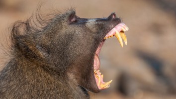 Climbers Suffer Broken Bones After Agitated Baboons Throw An Exploding Boulder At Them